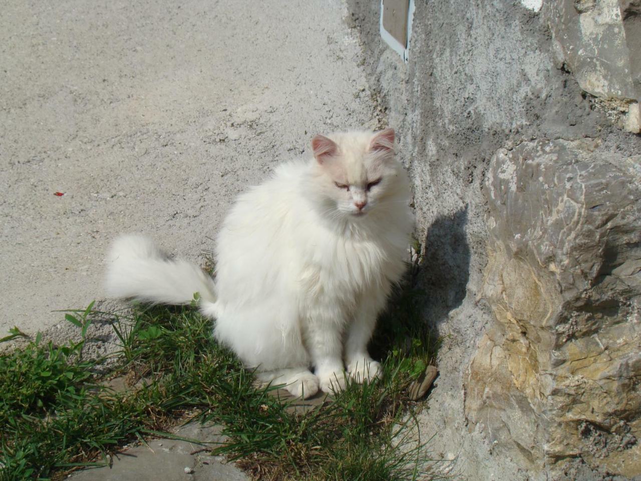 Apartmaji Nena Rocinj Esterno foto